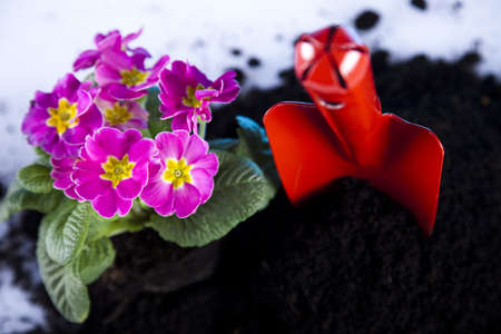 Plant and garden toolsの写真素材