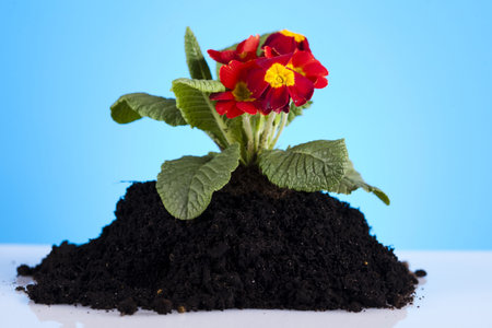 Plant and gardenの写真素材