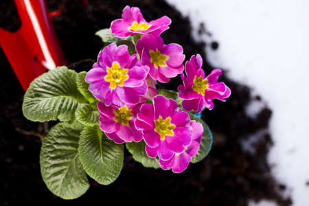 Garden plantの写真素材