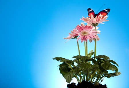 Spring gardenの写真素材