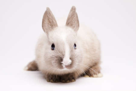Easter Bunny の写真素材