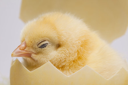 Chickの写真素材