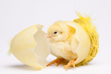 Chick and Eggs