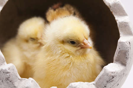Young Chicksの写真素材