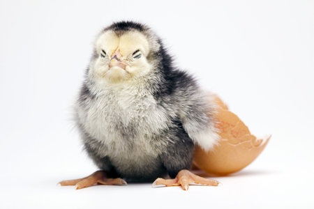 Chick and Egg