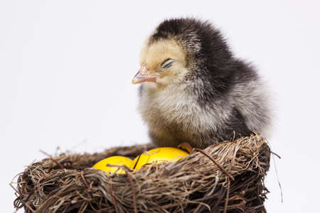 Chick and Eggsの写真素材