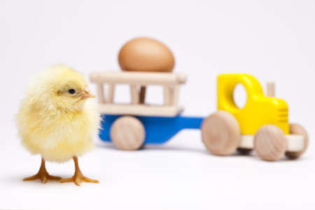 Happy Easter. Chickの写真素材