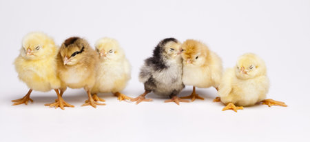 Chicks