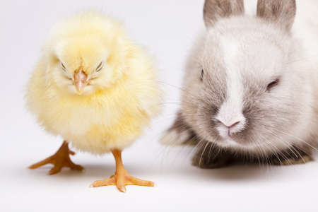 Easter Chick and bunnyの写真素材