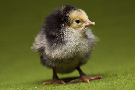 Little chick の写真素材