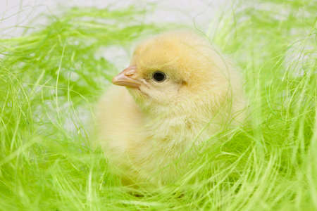 Baby chickの写真素材