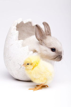 Easter animalsの写真素材