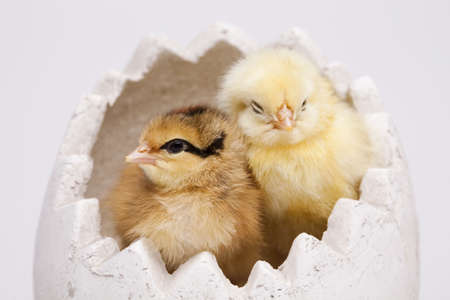 Baby chickの写真素材