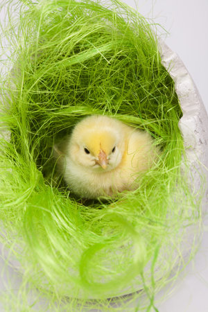 Baby chickの写真素材