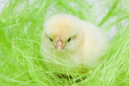 Baby chickの写真素材