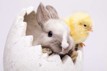 Chick and bunnyの写真素材
