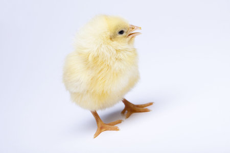 Easter young chick