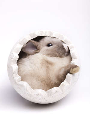 Easter Bunny の写真素材