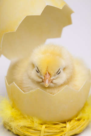 Happy Easter. Chickの写真素材