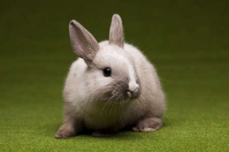 Easter. The bunny with a green backgroundの写真素材