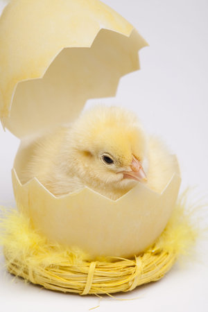 Baby chickの写真素材
