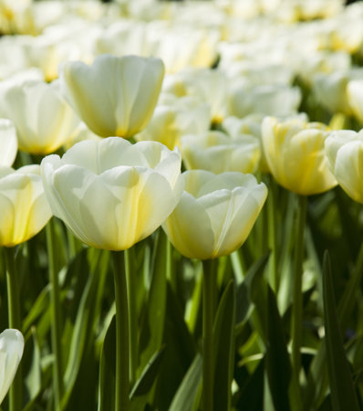 Garden of tulipsの写真素材