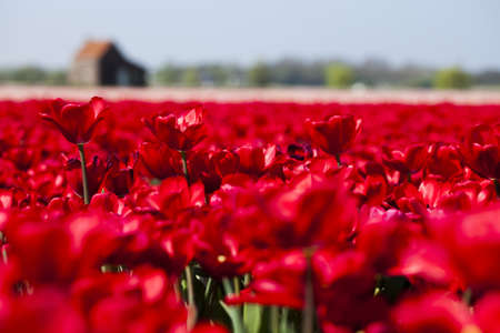  Beautiful spring tulipの写真素材