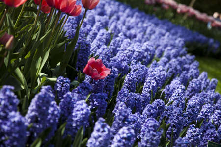 Flowersの写真素材