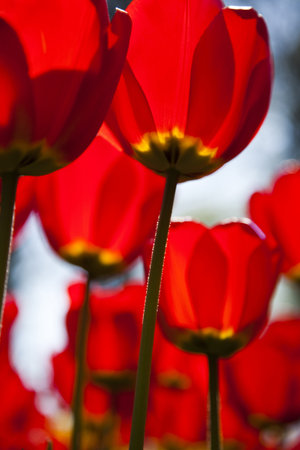 Red tulips backgroundの写真素材