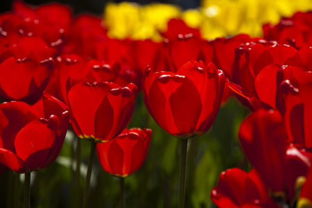 Beautiful spring tulipの写真素材