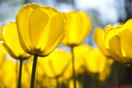 Beautiful spring tulipの写真素材