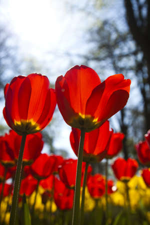 Closeup of Tulip の写真素材