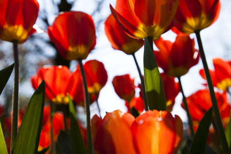 Beautiful tulipsの写真素材