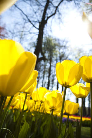 Yellow tulipの写真素材