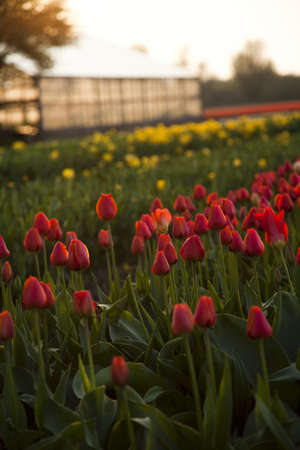 Gardenの写真素材