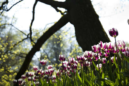  Spring in gardenの写真素材