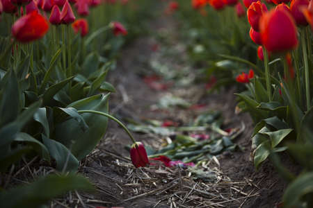 Field of tulipsの写真素材