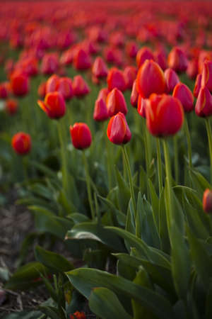Field of tulipsの写真素材