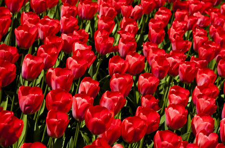 Red tulips background