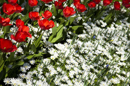 Garden の写真素材