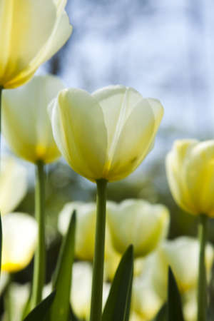 Closeup of Tulip の写真素材