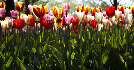 Fresh Beautiful Tulipsの写真素材