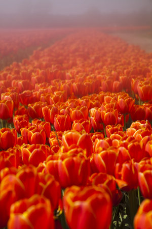 Fresh Beautiful Tulips の写真素材