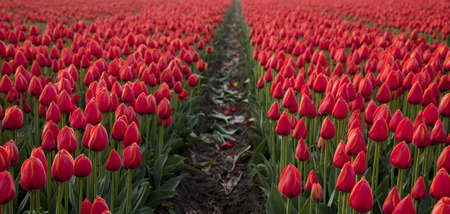 Tulip fieldの写真素材