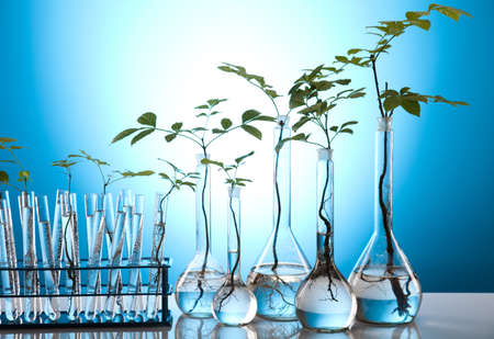 Floral science in  laboratory の写真素材