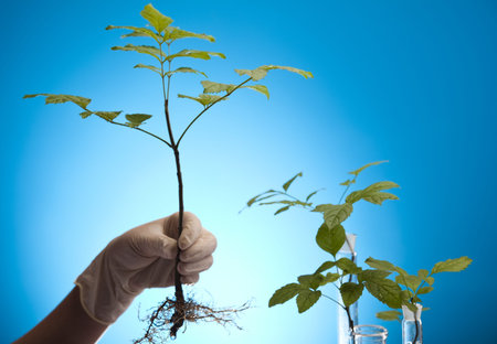 Research, plants growing in test tubes in a research laboratory 
