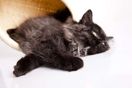Funny kittenの写真素材
