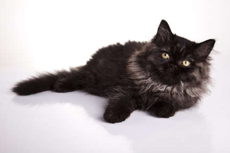 Funny kittenの写真素材