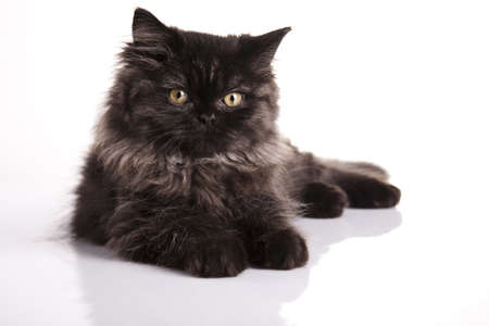 Kitten on a white backgroundの写真素材