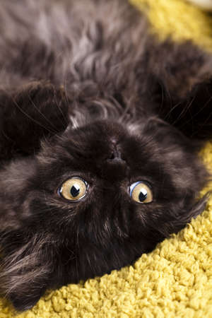 Funny kittenの写真素材